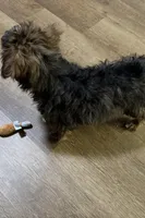 Kandy, a female Aussiedoodle and Miniature Aussiedoodle for sale in Lebanon, MO – Photo 7 of 10