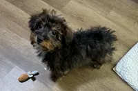 Kandy, a female Aussiedoodle and Miniature Aussiedoodle for sale in Lebanon, MO – Photo 3 of 10