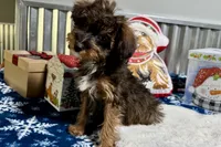 Kandy, a female Aussiedoodle and Miniature Aussiedoodle for sale in Lebanon, MO – Photo 5 of 10