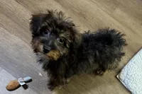 Kandy, a female Aussiedoodle and Miniature Aussiedoodle for sale in Lebanon, MO – Photo 8 of 10