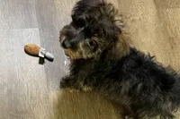 Kandy, a female Aussiedoodle and Miniature Aussiedoodle for sale in Lebanon, MO – Photo 6 of 10