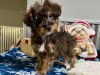 Kandy, a female Aussiedoodle and Miniature Aussiedoodle for sale in Lebanon, MO – Photo 2 of 10