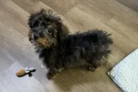 Kandy, a female Aussiedoodle and Miniature Aussiedoodle for sale in Lebanon, MO – Photo 10 of 10