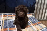 Luna, a female Miniature Aussiedoodle for sale in Lebanon, MO – 7 of 10