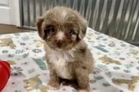Max, a female Aussiedoodle for sale in Lebanon, MO – 5 of 10