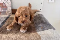 Ozzy, a male Shihpoo for sale in Lebanon, MO – 6 of 7