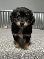 TUGGER, a male Aussiedoodle for sale in Lebanon, MO – Photo 1 of 6