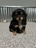 TUGGER, a male Aussiedoodle for sale in Lebanon, MO – Photo 2 of 6