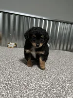 TUGGER, a male Aussiedoodle for sale in Lebanon, MO – Photo 5 of 6