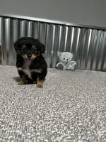 TUGGER, a male Aussiedoodle for sale in Lebanon, MO – Photo 6 of 6