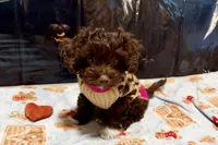Boots, a female Shihpoo for sale in Lebanon, MO – 5 of 10