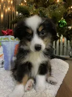 Buster Brown, a male Toy Australian Shepherd for sale in Lebanon, MO – Photo 1 of 10
