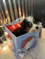 Buster Brown, a male Toy Australian Shepherd for sale in Lebanon, MO – Photo 10 of 10