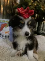Buster Brown, a male Toy Australian Shepherd for sale in Lebanon, MO – Photo 6 of 10