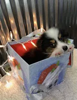 Buster Brown, a male Toy Australian Shepherd for sale in Lebanon, MO – Photo 9 of 10