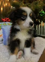 Buster Brown, a male Toy Australian Shepherd for sale in Lebanon, MO – Photo 5 of 10