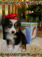 Buster Brown, a male Toy Australian Shepherd for sale in Lebanon, MO – Photo 3 of 10