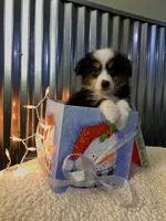 Buster Brown, a male Toy Australian Shepherd for sale in Lebanon, MO – Photo 2 of 10