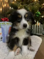Buster Brown, a male Toy Australian Shepherd for sale in Lebanon, MO – Photo 8 of 10
