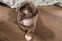 Mini, a female Aussiedoodle for sale in Lebanon, MO – 2 of 10