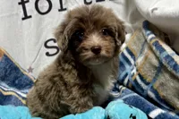 Mini, a female Aussiedoodle for sale in Lebanon, MO – 7 of 10