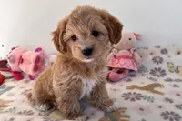 Ginger, a female Shihpoo for sale in Lebanon, MO – 9 of 10