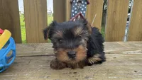 Dandi, a male Yorkshire Terrier for sale in Lebanon, MO – 3 of 10