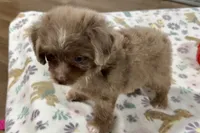 Max, a female Aussiedoodle for sale in Lebanon, MO – 3 of 10