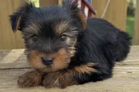 Dandi, a male Yorkshire Terrier for sale in Lebanon, MO – 4 of 10