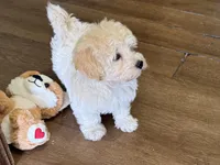 Annie, a female Havapoo for sale in Lebanon, MO – Photo 5 of 10