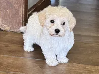 Annie, a female Havapoo for sale in Lebanon, MO – Photo 2 of 10