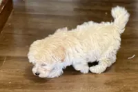 Annie, a female Havapoo for sale in Lebanon, MO – Photo 3 of 10