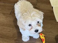 Annie, a female Havapoo for sale in Lebanon, MO – Photo 6 of 10