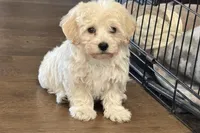 Annie, a female Havapoo for sale in Lebanon, MO – Photo 8 of 10