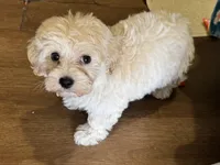 Annie, a female Havapoo for sale in Lebanon, MO – Photo 4 of 10