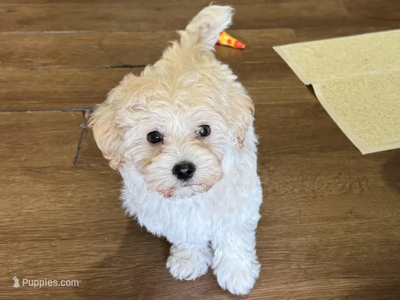 Annie – Havapoo puppy for sale in Lebanon, MO