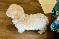 Annie, a female Havapoo for sale in Lebanon, MO – Photo 10 of 10