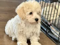 Annie, a female Havapoo for sale in Lebanon, MO – Photo 7 of 10