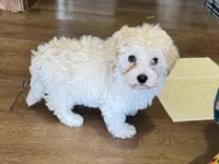 Annie, a female Havapoo for sale in Lebanon, MO – Photo 9 of 10