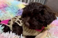 Boots, a female Shihpoo for sale in Lebanon, MO – 6 of 10