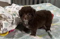 Trigger , a male Miniature Aussiedoodle for sale in Lebanon, MO – 6 of 9