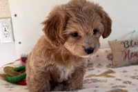 Ginger, a female Shihpoo for sale in Lebanon, MO – 1 of 10