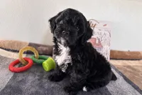 Reo, a male Shihpoo for sale in Lebanon, MO – 6 of 10