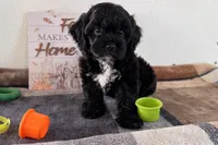 Reo, a male Shihpoo for sale in Lebanon, MO – 8 of 10