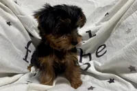 Jax, a male Yorkshire Terrier for sale in Lebanon, MO – 8 of 10