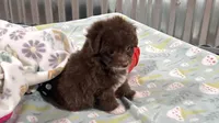 Trigger , a male Miniature Aussiedoodle for sale in Lebanon, MO – 7 of 9