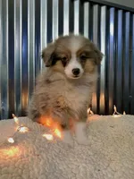 Bluey, a male Toy Australian Shepherd for sale in Lebanon, MO – Photo 4 of 10