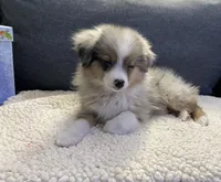 Bluey, a male Toy Australian Shepherd for sale in Lebanon, MO – Photo 6 of 10