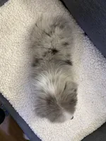 Bluey, a male Toy Australian Shepherd for sale in Lebanon, MO – Photo 5 of 10