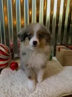 Bluey, a male Toy Australian Shepherd for sale in Lebanon, MO – Photo 3 of 10